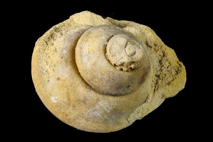 Ordovician Gastropod (Clathrospira) Fossil - Wisconsin #162979